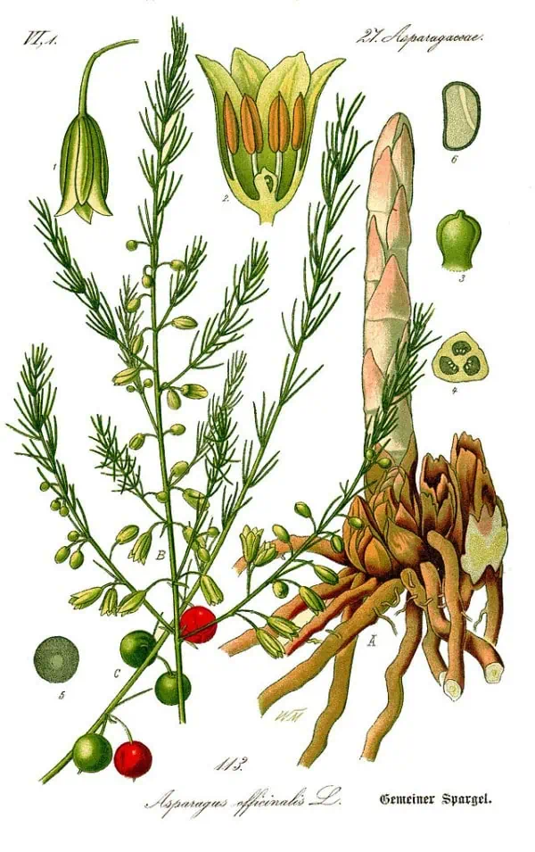 Aparagus officinalis plantas de espárrago y sus partes, ilustración botánica detallada para huertos ecológicos y cultivo orgánico.