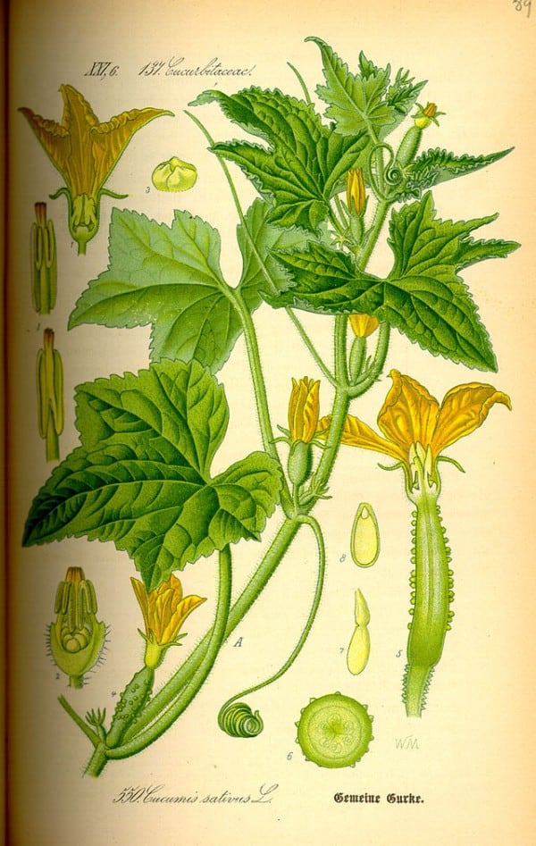 Cucumis sativus planta con hojas y flores amarillas, ilustración botánica vintage.