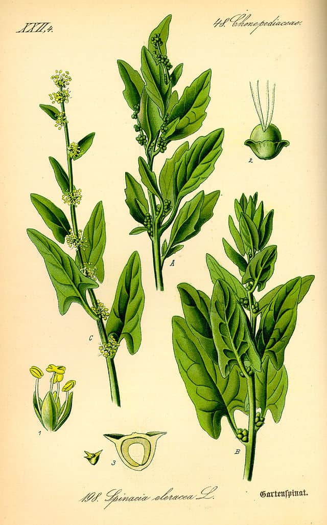 Lámina vintage de plantas medicinales de huerto bio con ilustraciones detalladas de la espinaca y otras hierbas comestibles ecológicas.