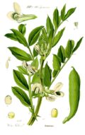 Bayas de guayaba y flor de guayaba, ilustración botánica de una planta de guayaba con hojas verdes y flores blancas, producto ecológico y saludable, cultivo orgánico, huerto.bio.