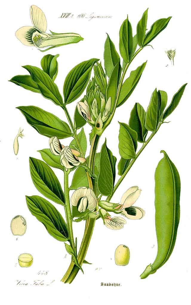Bayas de guayaba y flor de guayaba, ilustración botánica de una planta de guayaba con hojas verdes y flores blancas, producto ecológico y saludable, cultivo orgánico, huerto.bio.