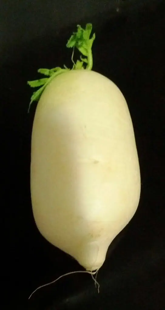 Radish blanco con hojas verdes y raíz delgada, cultivo ecológico en huerto bio.