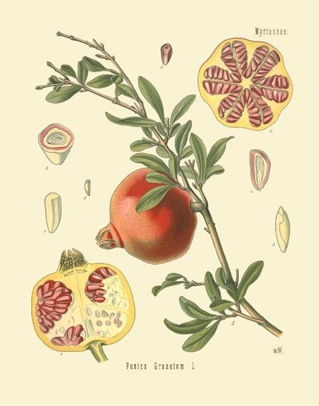 Poma con ramas de mirto y semillas de granado, ilustración botánica de frutas y plantas mediterráneas.