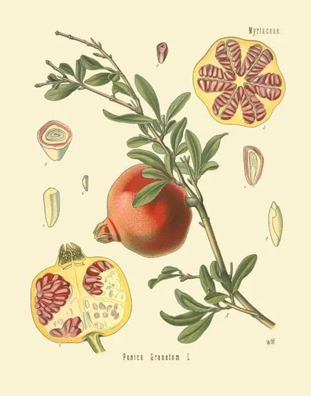 Poma con ramas de mirto y semillas de granado, ilustración botánica de frutas y plantas mediterráneas.