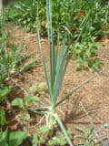 Cebolleta ecológica en huerto orgánico, cultivo natural y sostenible. Cultivo de hortalizas frescas para una alimentación saludable y respetuosa con el medio ambiente.