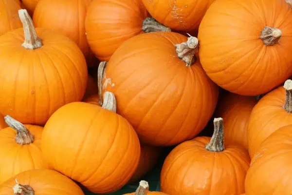 Calabazas de otoño, producto ecológico, cultivo sostenible, variedad de calabaza orgánica, huerto.bio, ingredientes naturales, alimentación saludable, seta de calabaza, agricultura ecológica, mercado de productos orgánicos.