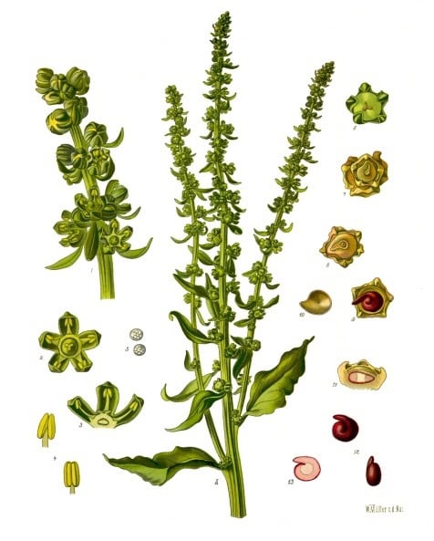 Acelga
