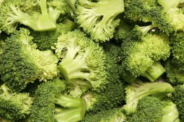 Broccoli fresco ecológico, vegetales saludables de huerto orgánico.