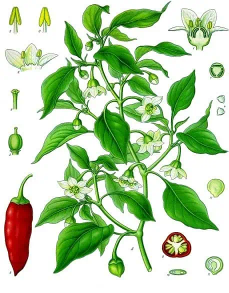 Pimiento