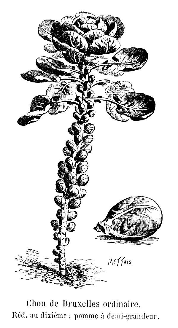 Chou de Bruxelles en dibujo clásico, ilustración en blanco y negro, detalle botánico, vegetal ecológico, cultivo agrícola saludable, referencia a huerto orgánico, alimento natural, ingredientes frescos, tradición hortícola.