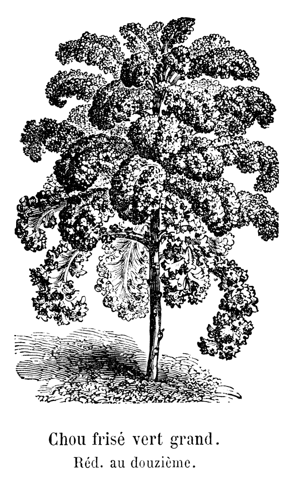Chou frisé vert grand, illustration vintage, fiable para huerto orgánico y alimentación saludable, perfil de cultivo de vegetales, ejemplo de verdura saludable.