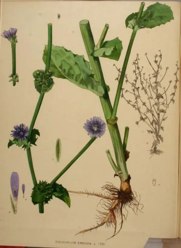 Cichorium endivia, ilustración botánica de planta de escarola con raíces, hojas y flores detalladas, ideal para contenidos sobre cultivo ecológico y jardinería orgánica.
