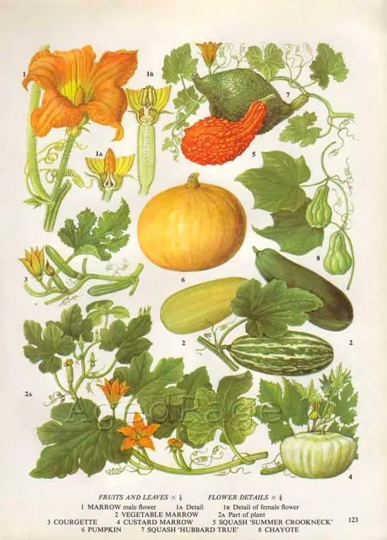 Cuidado de huerto ecológico con variedad de calabazas, calabacines, sandía y melón, en huerto.bio, agricultura orgánica y sostenible en casa, cultivo de verduras y hortalizas saludables.