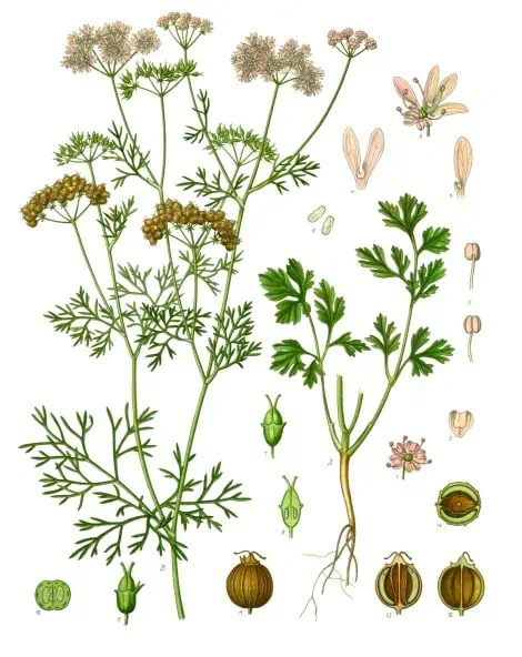 Cilantro
