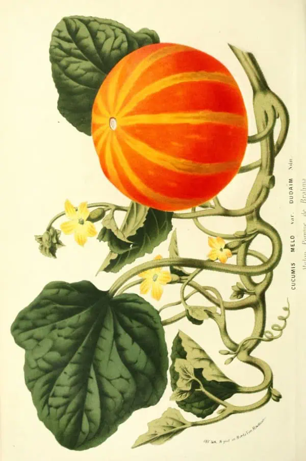 Cucurbitas, calabaza y hojas verdes en ilustración vintage para cultivo orgánico y jardinería natural en Huerto.Bio.