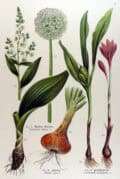 Verdesde plantas medicinales y aromáticas, ilustraciones botánicas detalladas de cebolla, aloe vera, judía y otras especias en estilo clásico para huerto ecológico y cultivo sostenible.