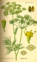 Feminización de la planta Anethum graveolens, comúnmente conocida como eneldo, con ilustración detallada de sus flores, semillas y partes de la planta en estilo vintage. Perfecto para contenido de agricultura ecológica y jardinería orgánica.