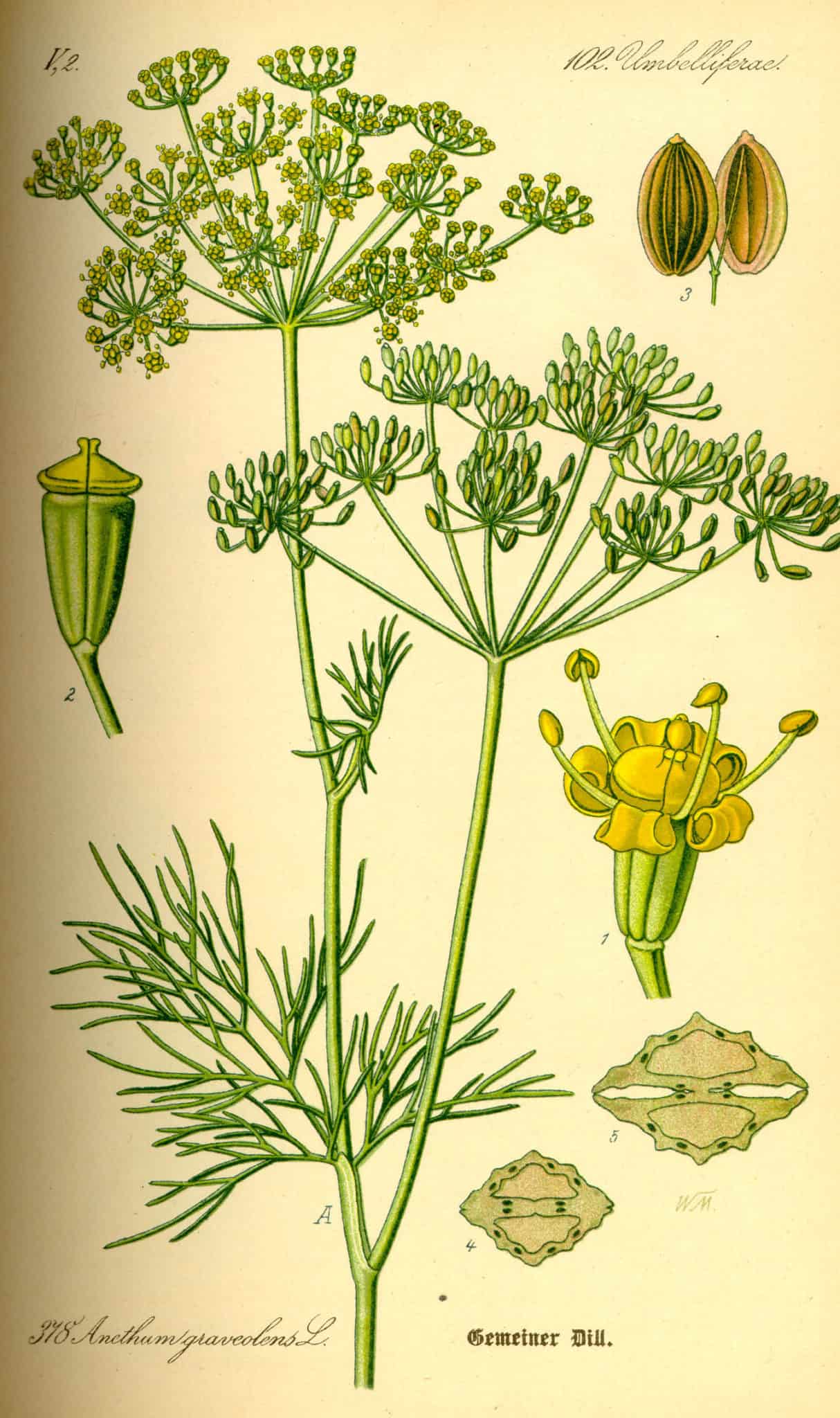 Feminización de la planta Anethum graveolens, comúnmente conocida como eneldo, con ilustración detallada de sus flores, semillas y partes de la planta en estilo vintage. Perfecto para contenido de agricultura ecológica y jardinería orgánica.