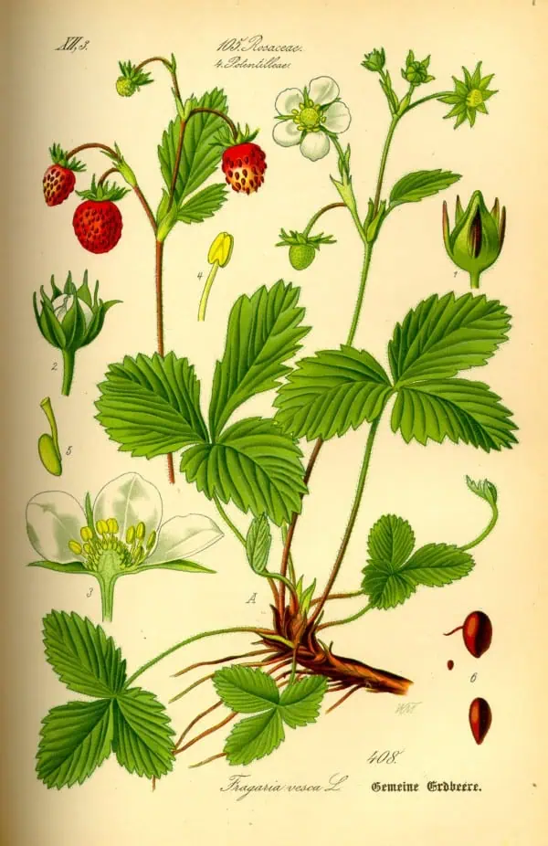 Fresas silvestres ilustración botánica de la planta Fragaria vesca con hojas, flores, frutos y semillas, ideal para contenido sobre jardinería ecológica y cultivo natural en Huerto.Bio.