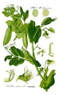 Lavado del guisante (Pisum sativum), planta de legumbre con vainas verdes y flores blancas, ilustración botánica en estilo vintage.