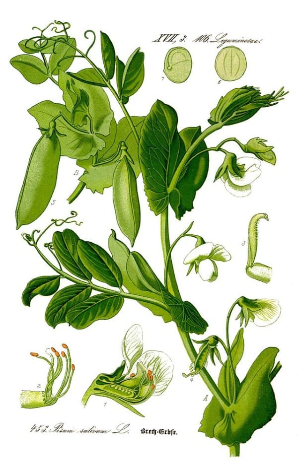 Lavado del guisante (Pisum sativum), planta de legumbre con vainas verdes y flores blancas, ilustración botánica en estilo vintage.