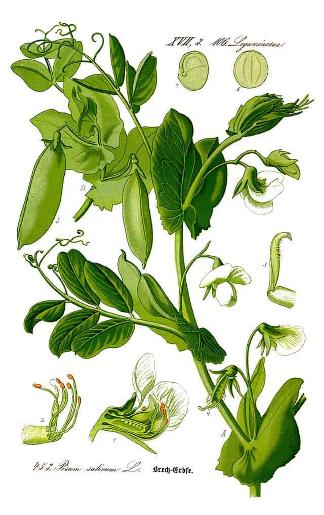 Lavado del guisante (Pisum sativum), planta de legumbre con vainas verdes y flores blancas, ilustración botánica en estilo vintage.
