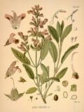 Ilustración botánica de Salvia officinalis, planta medicinal y aromática, con raíces, hojas y flores detalladas, ideal para cultivo orgánico y jardinería ecológica.
