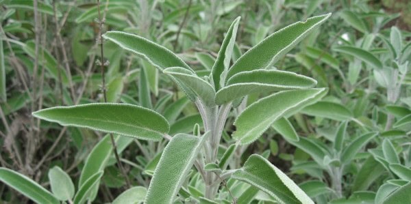 Hoja de salvia lavanda ecológica, planta aromática y medicinal para huerto orgánico, Cultivo sustentable, jardinería ecológica, ingredientes naturales, salud y bienestar.