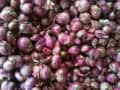 Cebollas rojas frescas para huerto ecológico y cocina natural, ideales para cultivo en huertos urbanos y orgánicos.