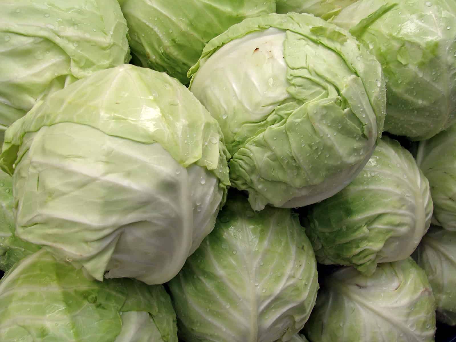 Cabbage fresco y ecológico, ideal para una alimentación saludable y sustentable, cultivado de manera orgánica y natural en huertos ecológicos.