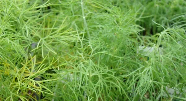 Hierba de hinojo fresca y verde, perfecta para jardinería ecológica y cultivo orgánico, ideal para recetas saludables y cocina natural.