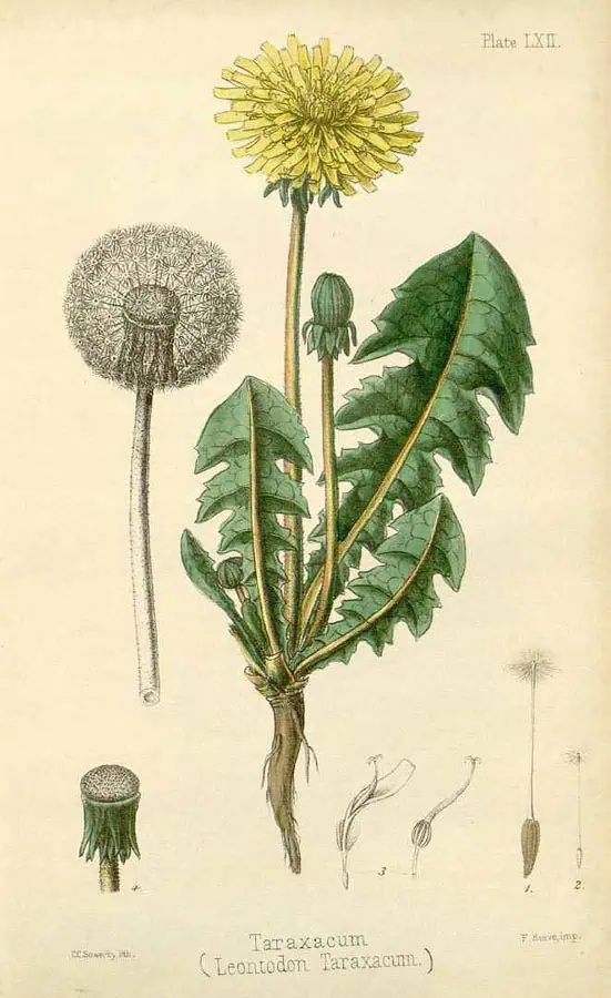 Vermutosa imagen de una ilustración botánica detallada de la flor y las partes de Taraxacum, comúnmente conocido como diente de león, que muestra su estructura y diferentes etapas de crecimiento.