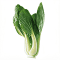 Hoja de acelga fresca y saludable, cultivo ecológico, huerto.bio.