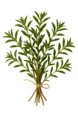 Fresca ramillete de romero orgánico para cocina saludable y remedios naturales, cultivo ecológico, ideal para infusiones y aromatizar alimentos, en un entorno sostenible y natural.