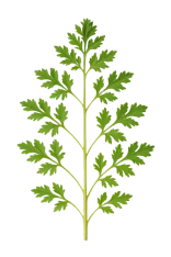 Hierba de perejil fresca, planta aromática orgánica para cocina y huertos ecológicos, ideal para cultivo en casa y en agricultura biológica.