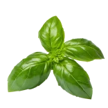 Basilico fresco en maceta, hierba aromática popular y saludable para cocinar y decorar platos.
