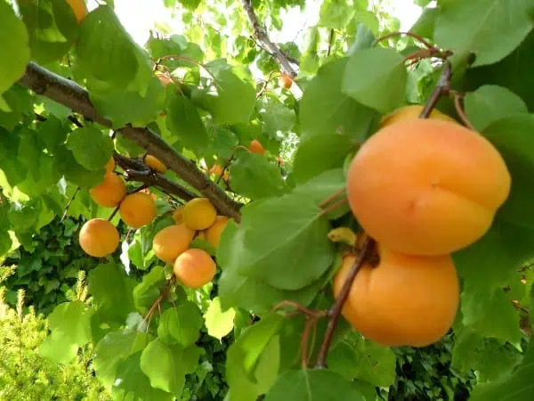 Manzanas amarillas maduras en árbol de huerto ecológico para consumo saludable y sostenible.