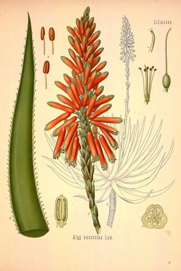 Aloe socotrina planta medicinal y su flor, ilustración botánica detallada para cultivo ecológico y salud natural.