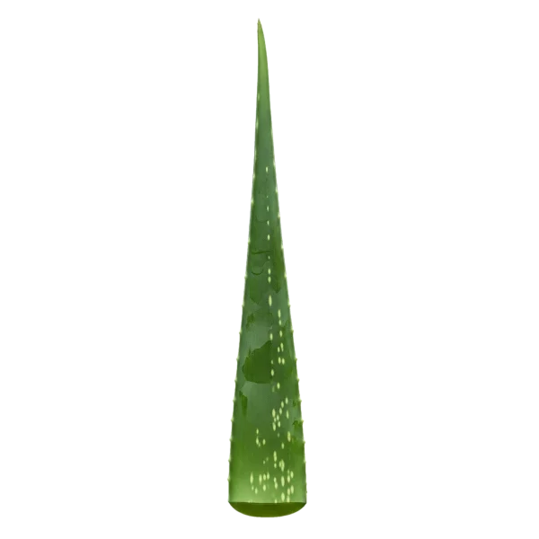 Aloe vera planta cortada, detalle de hoja con gel transparente y espinyosa.