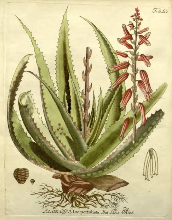 Aloe vera con flores y raíces ilustración botánica antigua.