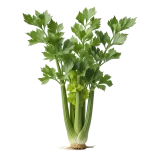 Verdura fresca y orgánica de huerto bio, saludable y natural, ideal para tus recetas.