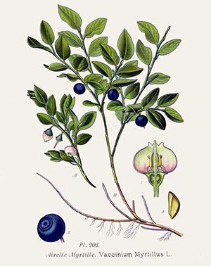 Frutos de arándano y planta de blueberry con hojas verdes, en ilustración botánica detallada para cultivo ecológico y agricultura sostenible.