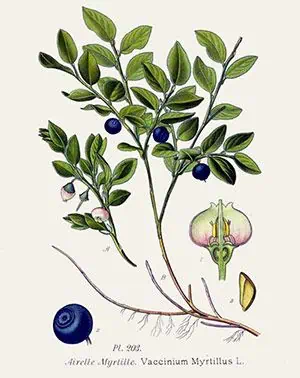 Frutos de arándano y planta de blueberry con hojas verdes, en ilustración botánica detallada para cultivo ecológico y agricultura sostenible.