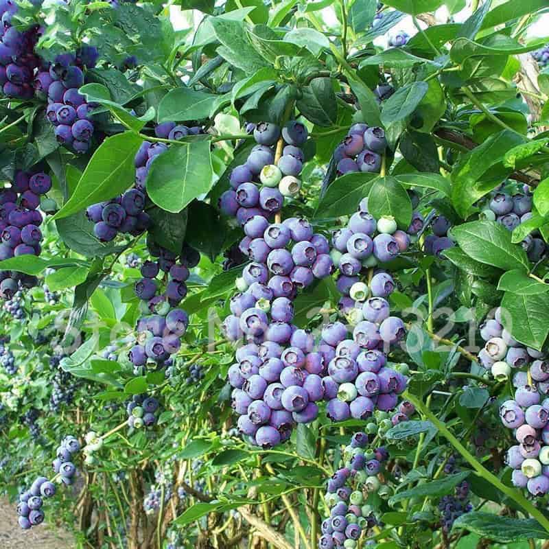 Bayas de arándano morado en huerto ecológico Huerto.Bio cultivo de plantas saludables y sostenibles para alimentación natural y orgánica.