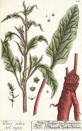 2. Plántula de rúcula con hojas verdes y tallo robusto, ilustración botánica detallada para huertos biodinámicos y agricultura ecológica.