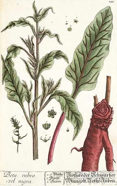 2. Plántula de rúcula con hojas verdes y tallo robusto, ilustración botánica detallada para huertos biodinámicos y agricultura ecológica.