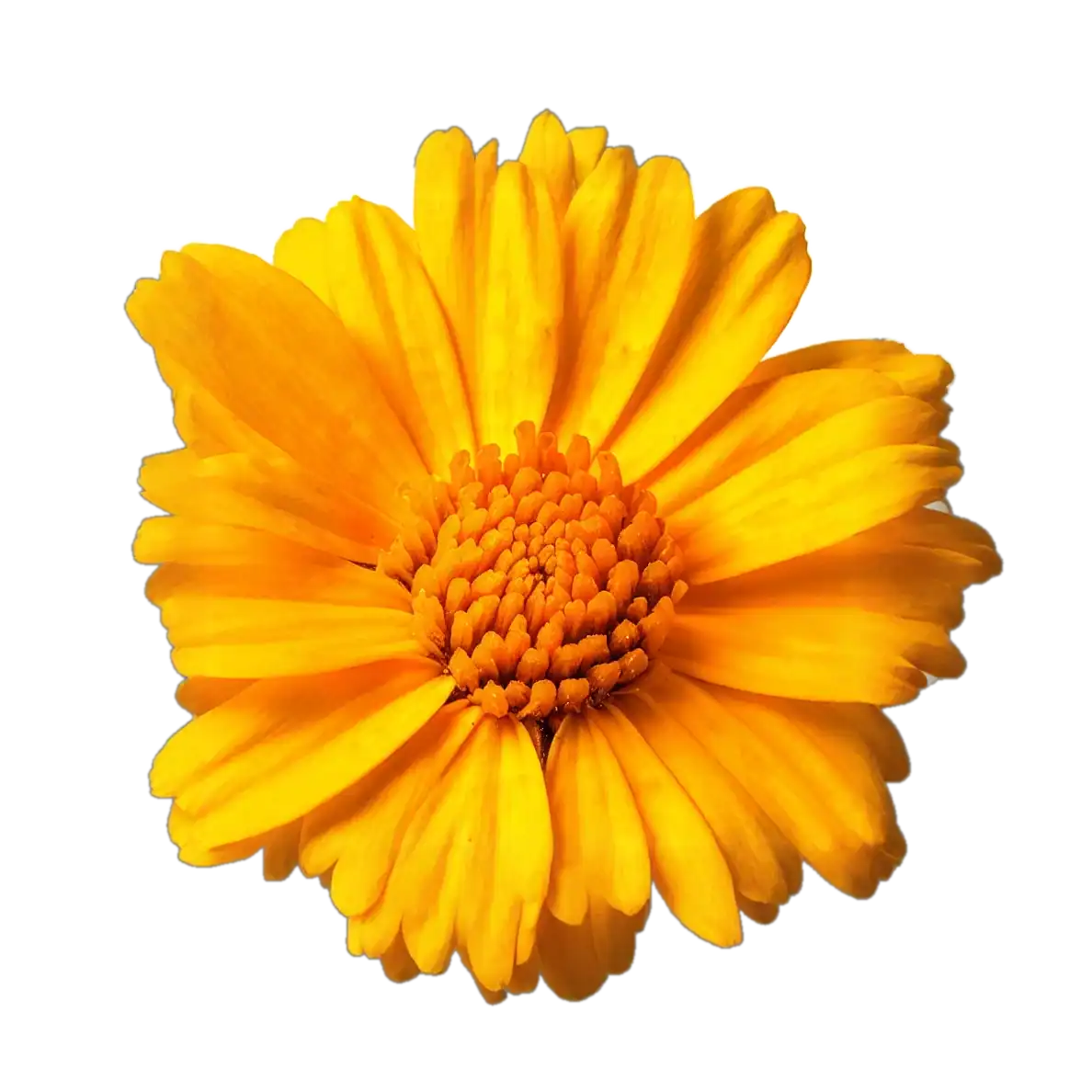 Caléndula de jardín en color amarillo brillante, utilizada en huertos ecológicos y remedios naturales, símbolo de belleza y bienestar en la agricultura orgánica.