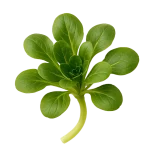 Joven planta de rúcula orgánica con hojas verdes vibrantes, cultivo ecológico y saludable, ideal para huertos urbanos y cocina saludable.