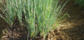 Verdolaga de cultivo ecológico en huerto bio, cultivo orgánico sostenible para huertos urbanos y caseros.