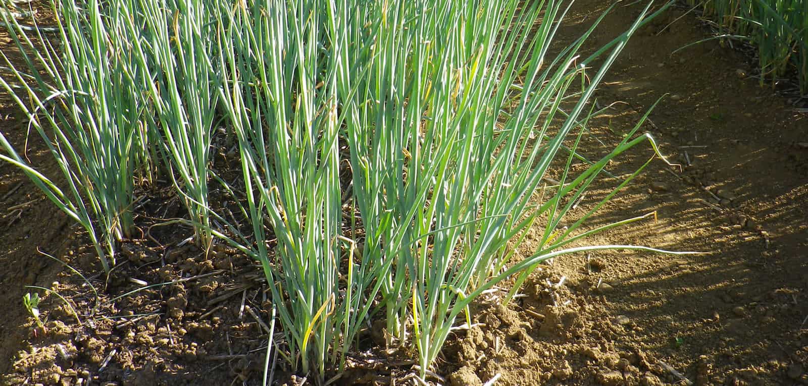 Verdolaga de cultivo ecológico en huerto bio, cultivo orgánico sostenible para huertos urbanos y caseros.